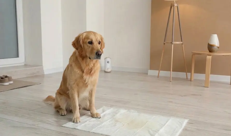 반려동물의 체취